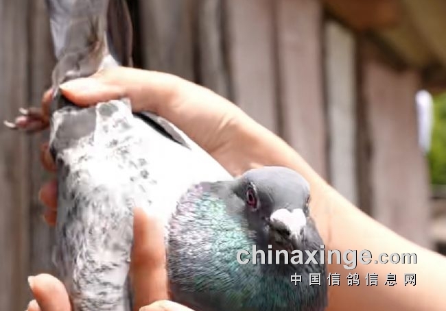 ����ǧ��������֮����˾�ŵ�ѡ��ȫ�̽��䣿