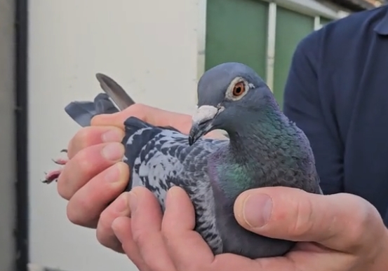 ��Ѫ�ӳ� �ߵ�С��ժ2�����������