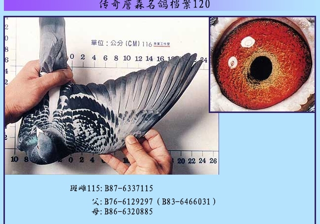 ղɭ���뵵��120���ߴ�115
