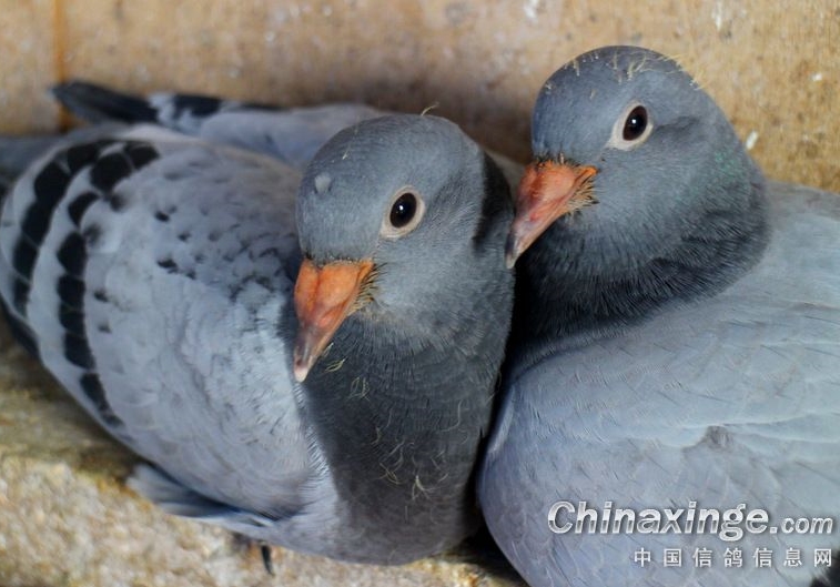 ����������׸볦���� һ�ĸ���˵��