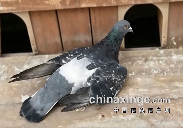 ����ٹ��Ϻ�Զ������������ٲ����ع�