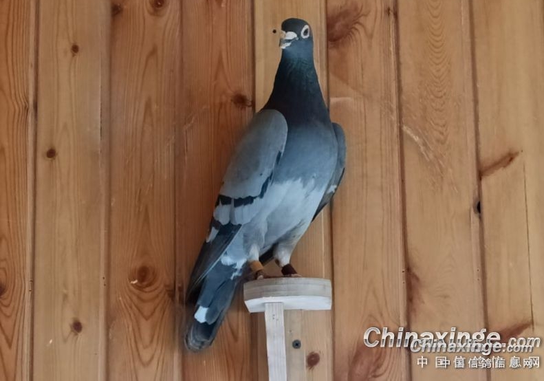 �����ָ��������Ӵ� �ʺ�ȥ�������