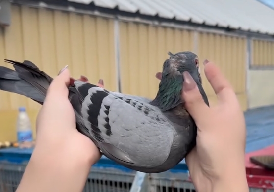 ��ͷ�����������Ӵ� ֻֻ�������λ 