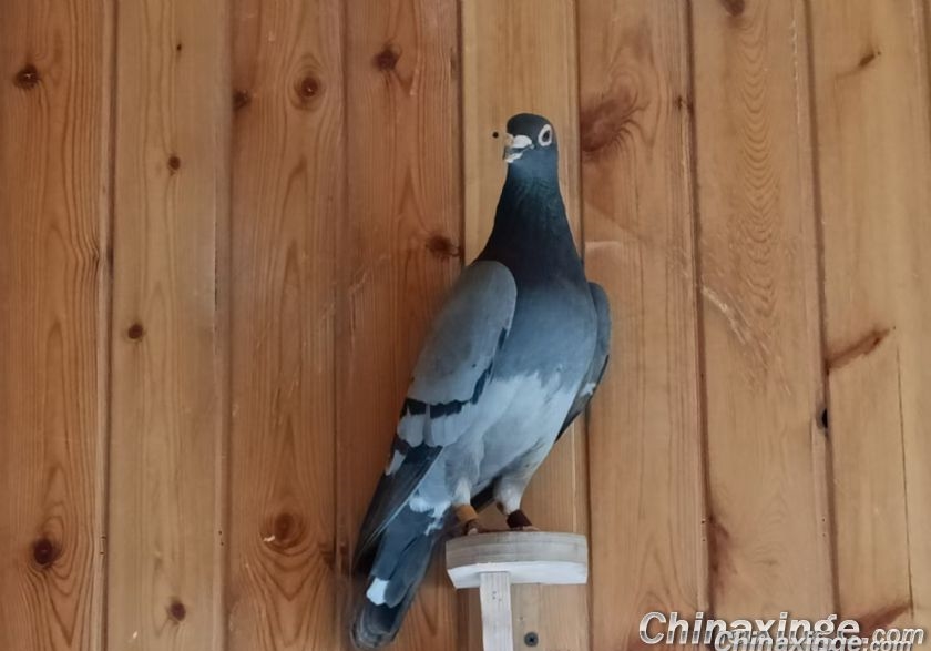Ӣ���������˶�