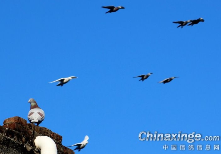 �Ӽҷɵ�ѵ�� �����Ķ�̬��ȹ���