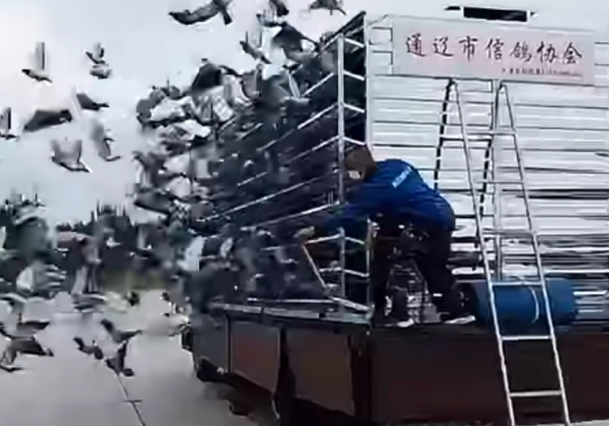 ����鳲���� ����ͨ�ɸ���ٶ����Ұ�