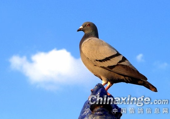 ���ֳ��ļ�¼��ʮ����������·��������� �������