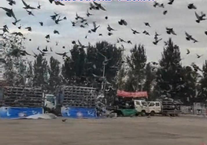 ��Ҹ��鳲����һ�� �����������׸���������������