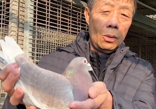 ������Ѫͳ�������۾� ��λ�ϸ������Ӯ��31��ھ�