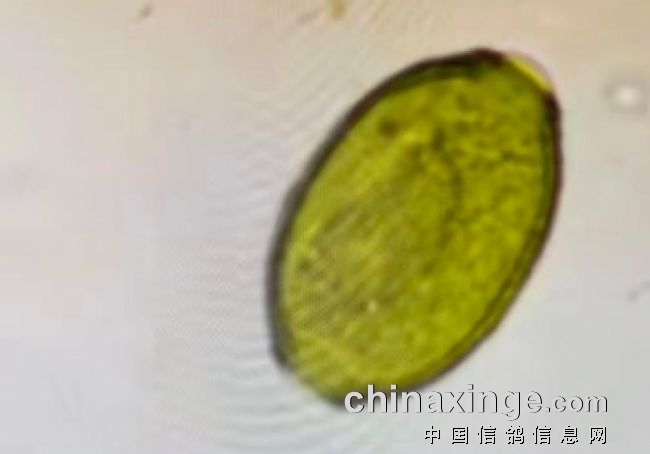 �������ݸ�к������ëϸ�߳��Ⱦ