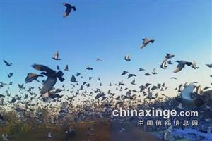 鸽子该不该在恶劣天气放飞？