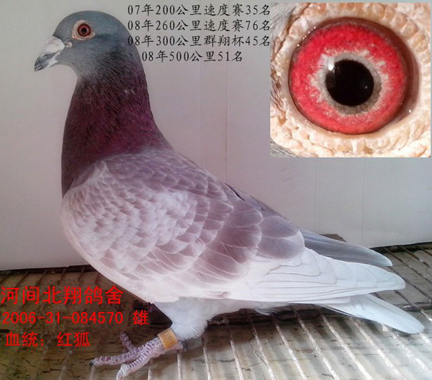24岁凡登布希老雄老骥盼高飞