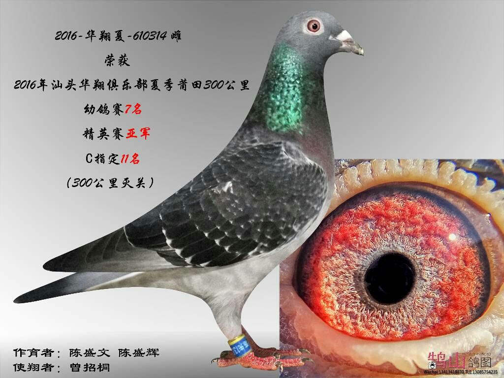这些都是引进的天落鸟好吗?