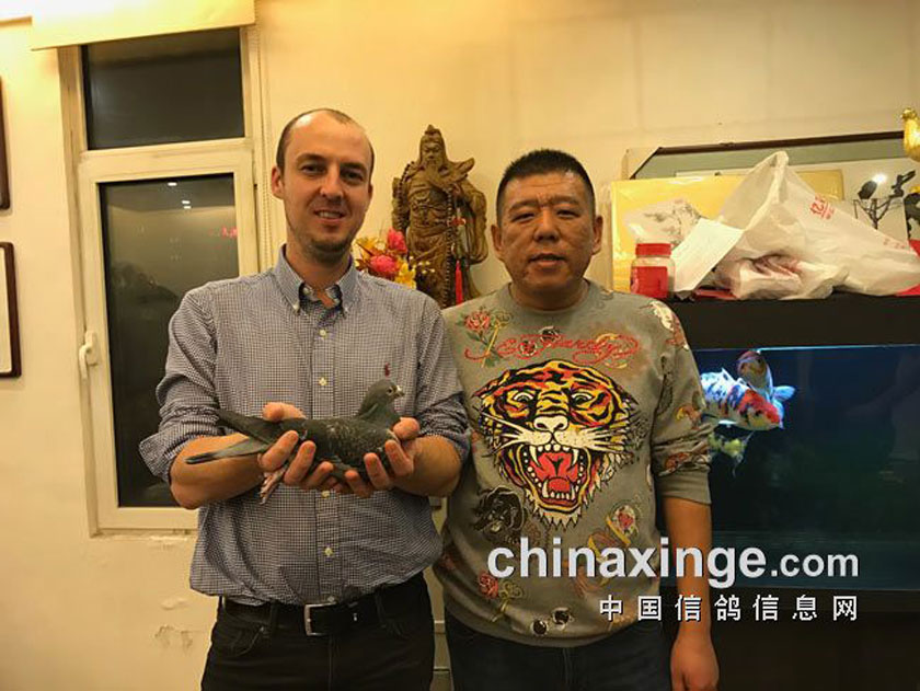 总冠军"神奇小鸟"主人何宾,自幼爱鸽,并一手缔造了今天的天津稳赢鸽业