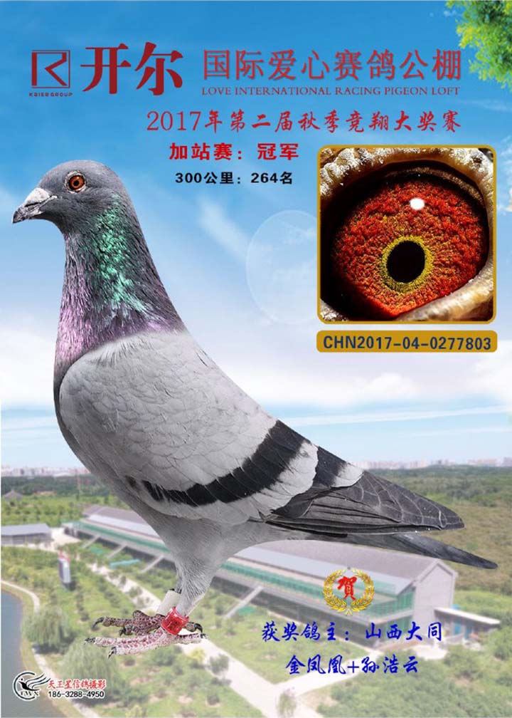 重新浏览              北京惠翔2017年"中国红"国际赛鸽峰会,鸽