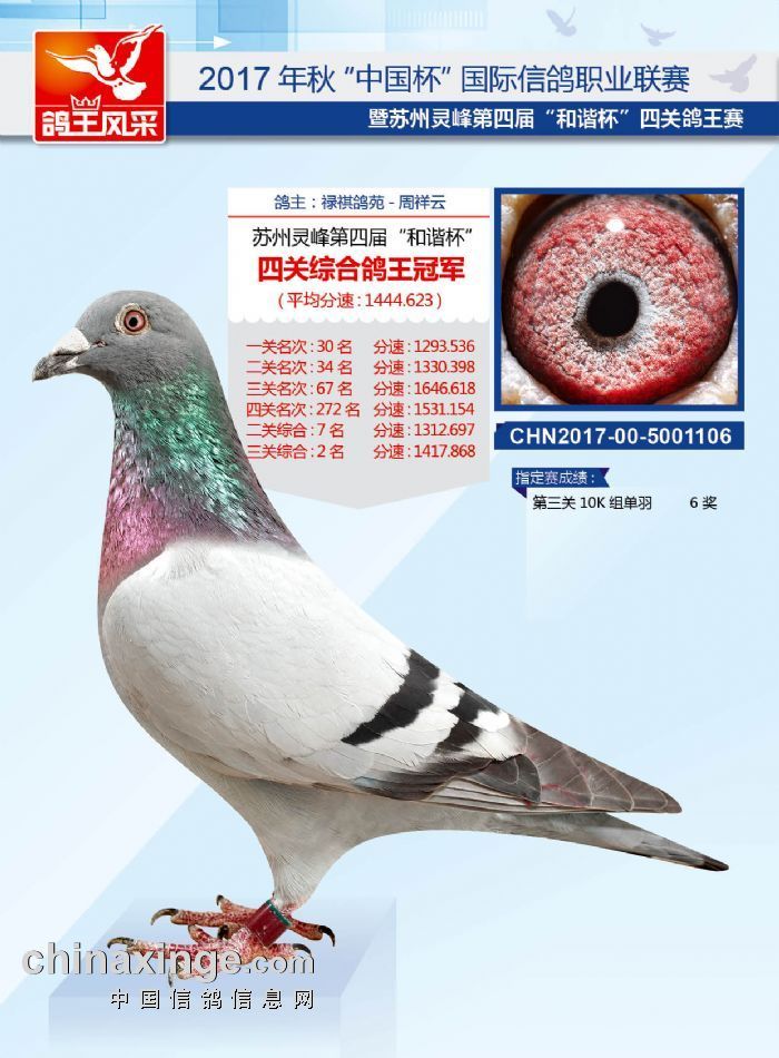 乱花渐欲迷人眼 盘点高端冠军鸽眼