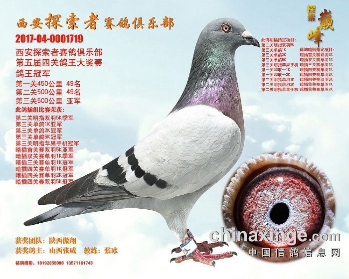 乱花渐欲迷人眼 盘点高端冠军鸽眼