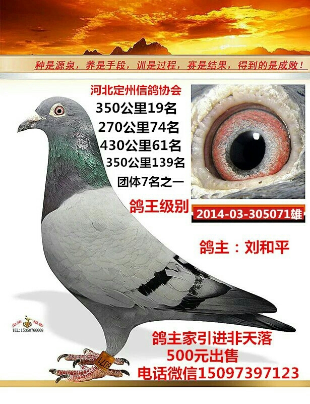 2010年山东安华鸽业送金顶长-河北金钱鸽店-中信网
