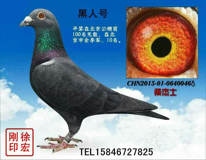 为什么有人喜欢养鸽子 201702010652469762.jpg