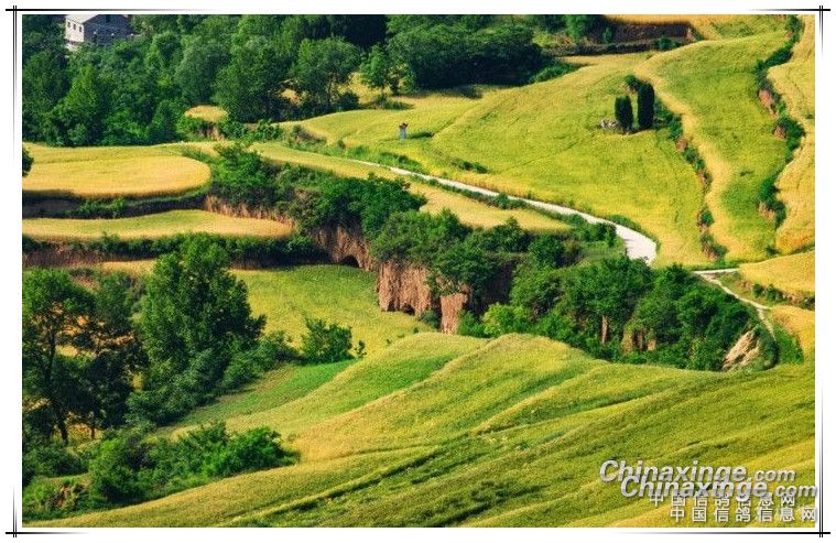 家门前的地块,属于丘陵半坡台塬梯田地.