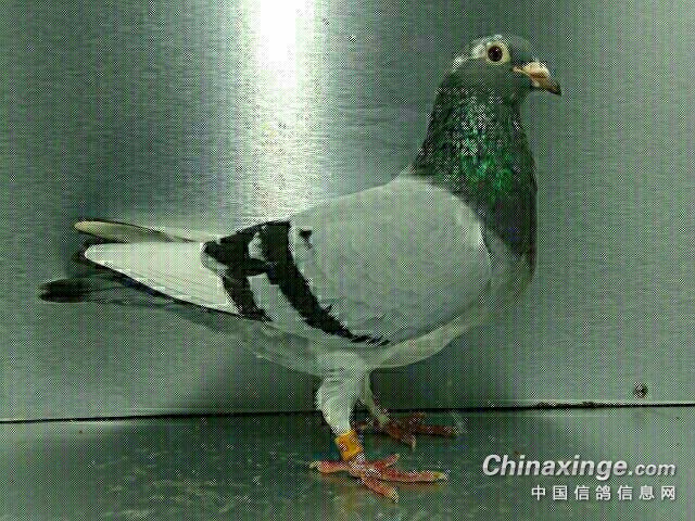 为什么有人喜欢养鸽子 201711260920152976.jpg