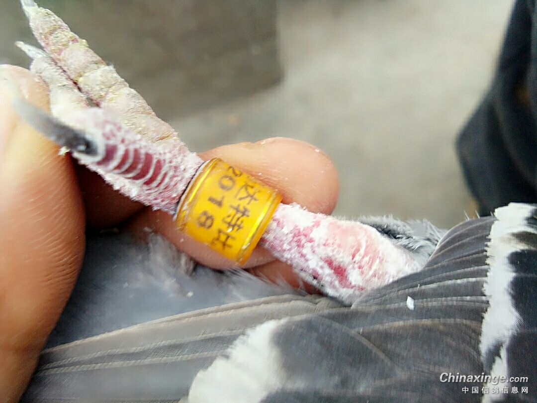 ´ڞg[DƬ
