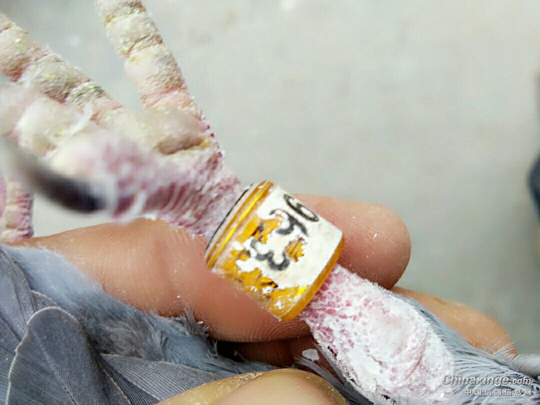 ´ڞg[DƬ