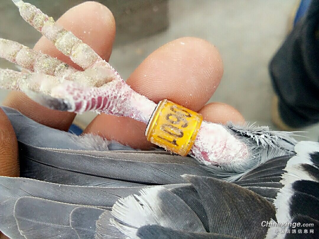 ´ڞg[DƬ