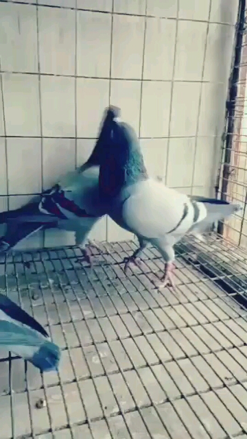 ���Ǻ��� Ȧ��Ҳ�����ɼ���