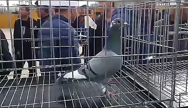 ��ٹ鳲����ƣ��