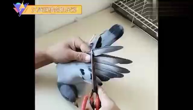 ��ҹ������Ա���ܸɣ�