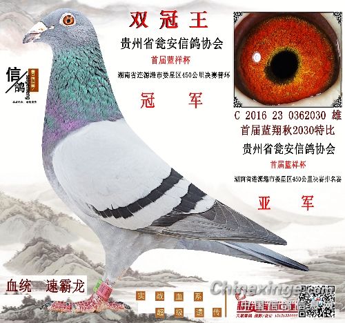 一组贵州山区赛鸽欣赏