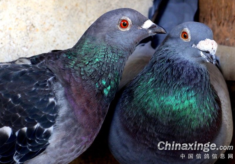 һֻ�ø벻���� һ�Լ���Ӯ����