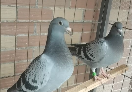 �߱�����ʽѧϰ���� ���ӿ��ȡ��˹����ܴ�ʦ��