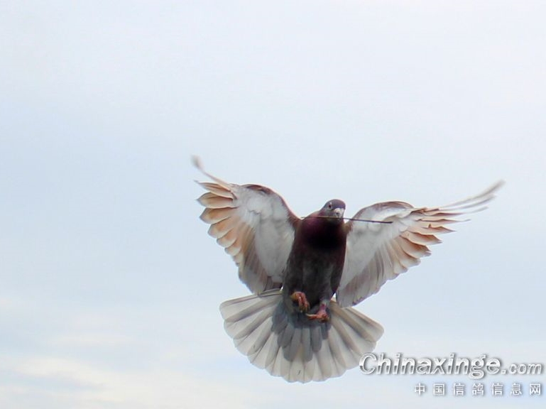 1�¼�Ӱ���������� ��������������