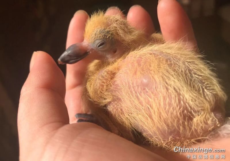 ���ر���������