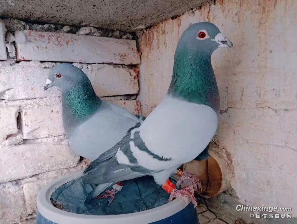 ����ĵ�������ԣ�10�������ٻ�Ѫ