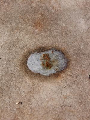 鸽子霉菌感染粪便图片图片