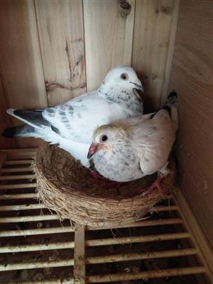 今年出的小鸽子有20天16天的全是每窝单羽请鸽友欣赏