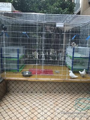 利用自由空间做的简易鸽舍,哎,看看也还可以,凑合着用