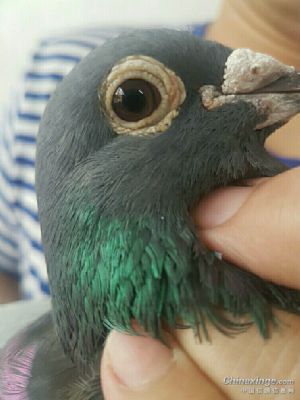 鸽友圈的老师们真诚请教一下这羽纯灰牛眼雄鸽中小体型怎样选择雌鸽