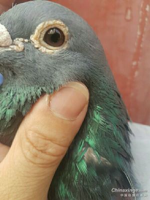 鸽友圈的老师们真诚请教一下这羽纯灰牛眼雄鸽中小体型怎样选择雌鸽