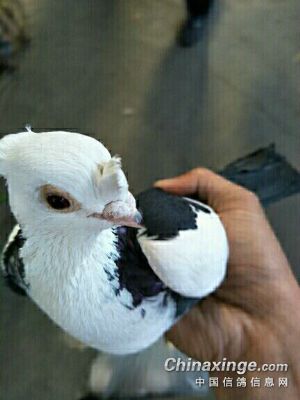 全部莫曦飞行天空嗯嗯飞行天空凤头王者联盟一有时间我就陪你们晒太阳