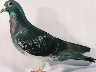 盘点26年哈密超远程大赛获奖