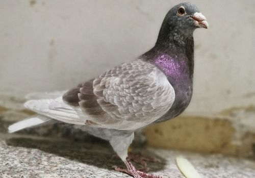 詹森红狐狸鸽系图