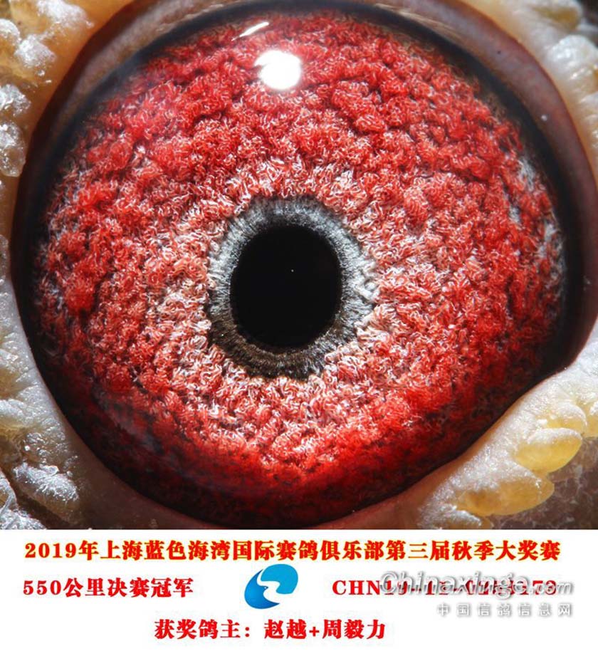 2019年的高端棚冠军鸽都啥样?-中国信鸽信息网