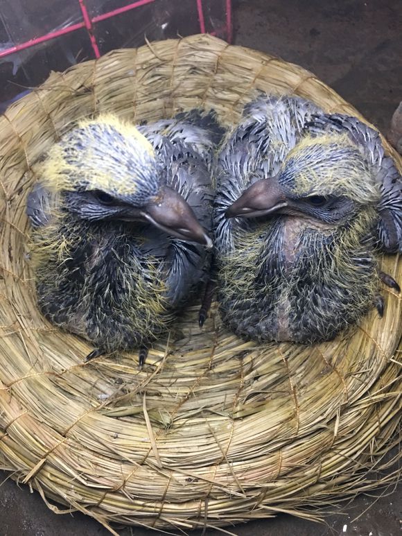 鸽子蛋孵化13天图片图片