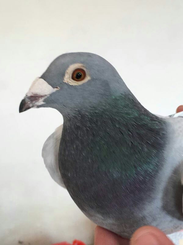 北京京城王大亮鸽舍家主血金环神鹰超级73预出售喜欢加我微信