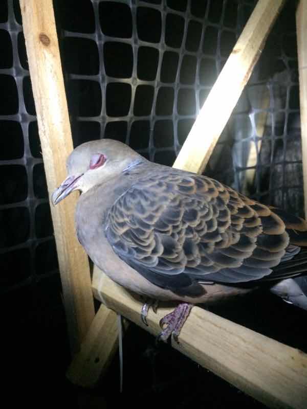 大家都说,斑鸠大菌多,不能把鸽子和他们一起养