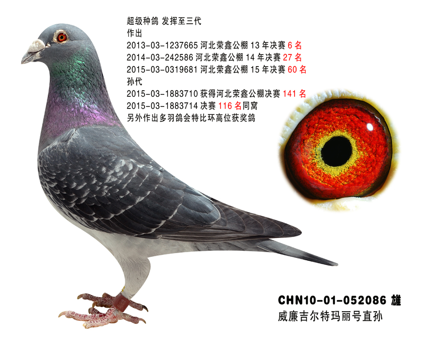 另外27名两子代交公棚,决赛获11威廉吉尔特种鸽图片2019年种鸽图片老